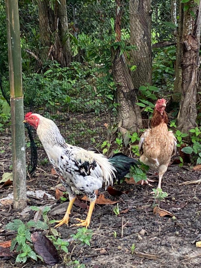 Kebun Lisdtari Farmstay Air Hangat Esterno foto